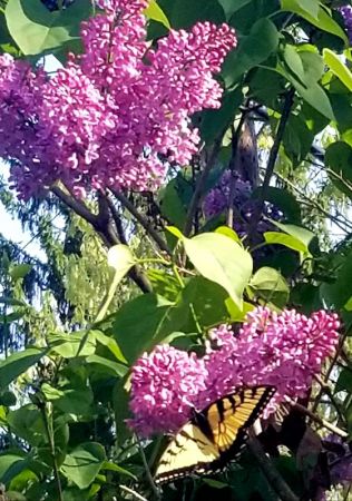 lilac butterfly