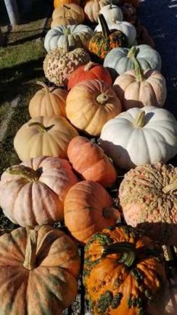 Fall pumpkins